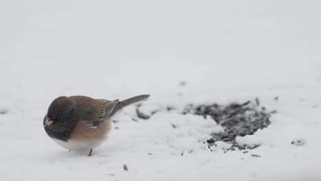 Close-up-of-a-dark-eyed-junco-Oregon-subspecies-eating-sunflower-seeds-left-in-the-snow---interrupted-by-a-house-finch