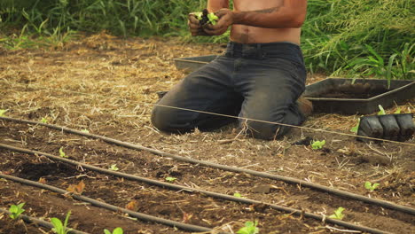 Organic-male-farmer-using-his-hands-to-separate-the-lettuce-crop-and-planting-them-in-dirt-soil