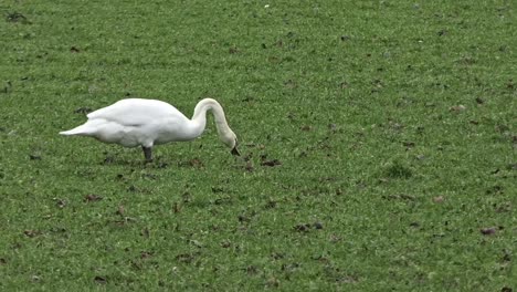 White-swan-seen-from-the-side-grazing-in-a-meadow