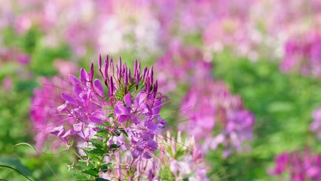 Cleome-Mauve-Queen,-Cleome-hassleriana-moving-with-the-wind-in-the-afternoon-sun-as-the-light-transitions-to-bright-in-Khao-Yai,-Thailand