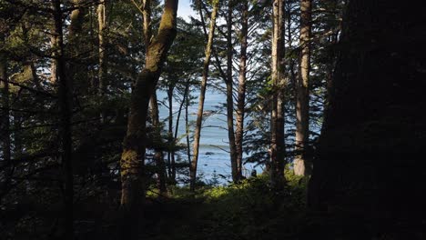Ein-Nach-Oben-Geneigter-Schuss-Zeigt-Die-Wunderschöne-Pazifikküste-Durch-Einen-Wald-Aus-Bäumen-Und-Grünem-Laub-Von-Einer-Wanderung-Zum-Dritten-Strand-In-Forks,-Washington-An-Einem-Warmen,-Sonnigen-Morgen