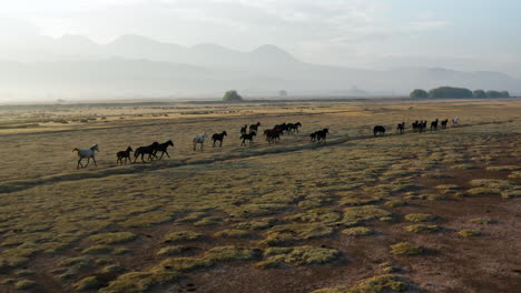 Herd-Of-Wild-Horses-In-Hormetci-Village-Between-Cappadocia-And-Kayseri-Turkey-At-Sunrise---drone-shot