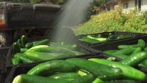 Man-hosing-down-and-washing-freshly-harvested-cucumbers-placed-in-crates