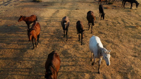 Herd-Of-Wild-Horses-Walking-At-The-Field-At-Dawn-In-Kayseri,-Cappadocia,-Turkey