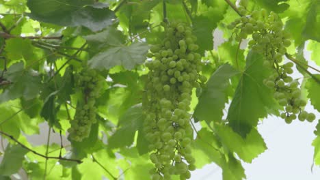 static-shot-of-unripe-green-grapes-on-a-vineyard