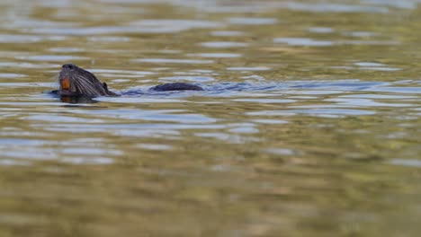Introduced-species,-a-wild-beaver,-myocastor-coypu-native-to-South-America-swimming-in-a-wavy-pond-with-its-mouth-wide-open-with-its-large-orange-front-teeth-showing,-wildlife-shot