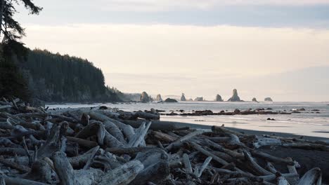 Tilting-up-shot-revealing-the-beautiful-Third-Beach-in-Forks,-Washington-with-golden-sand,-large-cliffs-with-pine-trees,-and-rock-formations-in-the-water-with-a-pile-of-driftwood-on-a-summer-morning