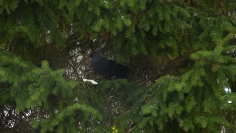 Black-crow-eats-bread-on-tree-branch-during-snowfall