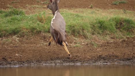 Dynamic-clip-of-adult-male-Nyala-startled-while-drinking-water-at-pond
