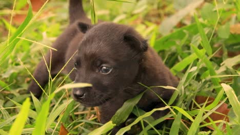 A-tiny-black-puppy-walking-among-the-green-grass