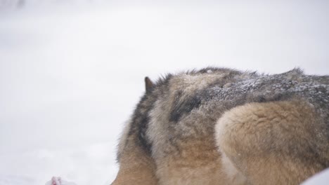 Scandinavian-Grey-wolf-fervently-enjoying-a-prey-in-the-middle-of-snow---Long-medium-close-up-shot