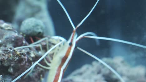 Close-up-of-cleaner-shrimp-in-a-fishtank
