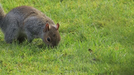 Gray-squirrel-sniffing-green-grass-then-jumps-away-day-time-UK-North-London-Borehamwood