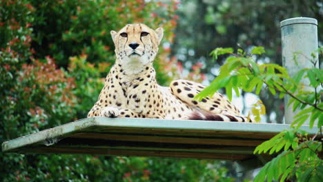 Cheetah-Resting-On-An-Open-Space-At-The-Zoo-Under-The-Rain---close-up,-low-angle
