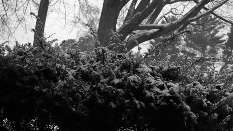 Shrub-under-falling-snow-shot-in-black-and-white-in-winter-2020