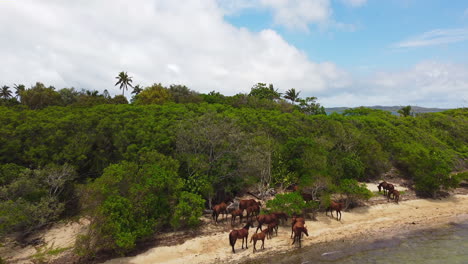Low-flyover-above-wild-horses-on-New-Caledonia