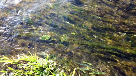 Mosses-in-Flowing-Fresh-Water