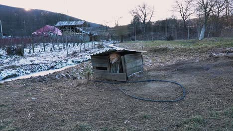 Sad-tied-dog-in-a-broken-shelter-during-winter-season