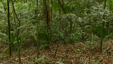 Lush,-green-foliage-in-Gamboa-Rainforest-Reserve,-Panama,-wide-tilt-up-shot