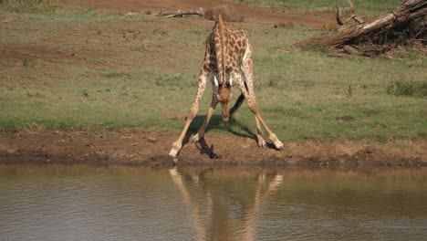 Langhalsgiraffe-Spreizt-Die-Beine-Und-Kämpft-Darum,-Wasser-Zum-Trinken-Zu-Erreichen