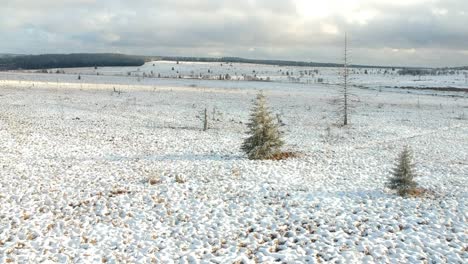 Pair-of-evergreen-Christmas-trees-sit-in-an-empty-field-of-snow-on-an-overcast-day