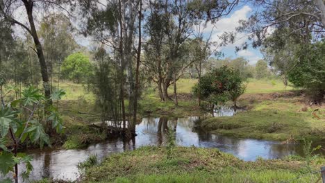 Gentle-breezes-ruffle-the-leaves-around-this-peaceful-Queensland-creek,-flowing-lazily-through-a-shady-Aussie-bushland-scene