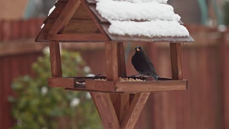 Blackbird-on-bird-feeder-in-winter-day