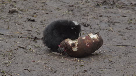 Black-Guinea-pig-eating-vegetable-on-muddy-soil