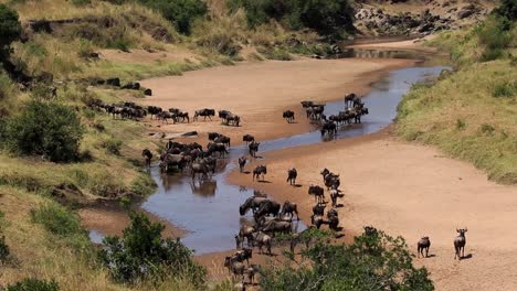 Riesige-Herde-Von-Gnus-Und-Gnu-An-Einem-Seichten-Fluss-Und-Wasserloch-Beim-Trinken-Und-Abkühlen-In-Der-Afrikanischen-Savanne-Kenias