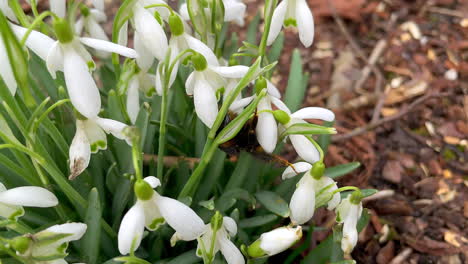 Zeitlupenmakro-Von-Wilden-Hummeln,-Die-Während-Der-Frühlingssaison-Weiße-Lilienblumen-In-Der-Natur-Bestäuben