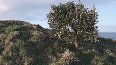 Einsamer-Baum-Auf-Grasbedeckten-Sanddünen-In-Der-Nähe-Des-Meeresrandes-Am-Frühen-Morgen