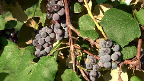 Clusters-of-grapes-hanging-on-the-grape-vines-in-the-rural-countryside