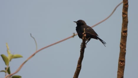 indian-black-robin-in-tree-