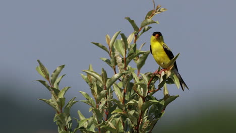 A-male-American-Golden-trying-to-stay-perched-in-a-tree-that-is-waving-in-the-wind