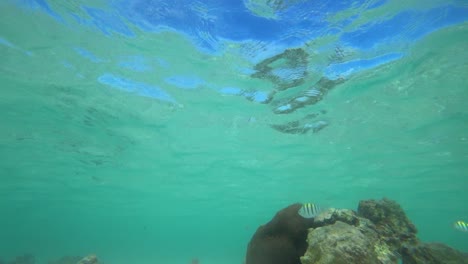 Tierwelt-Im-Korallenriff-Von-Cancun,-Mexiko