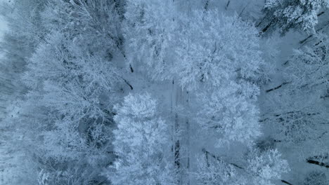 Frozen-dying-flora-of-Pieszkowo-village-woods-Poland-aerial