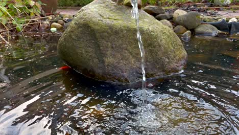 Slow-motion-shot-of-splashing-water-in-fishpond-with-goldfish-in-garden