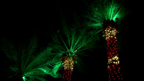 Exotic-Xmas---3-Palm-Trees-Colorfully-Wrapped-in-String-Lights-to-look-like-Candy-Canes