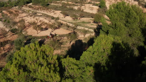 Dramatic-aerial-over-trees-and-towards-people-riding-horses-in-Els-Purgatés,-Alicante,-Spain