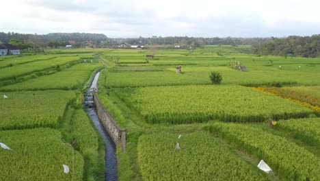 Balinesische-Ausgedehnte-Reisfelder,-Die-Sich-Bis-Zum-Horizont-In-Indonesien-Erstrecken---Luftfahrt-überfliegen