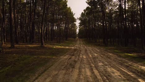4K-drone-view-of-a-dirty-road-in-the-middle-of-a-pine-tree-forest