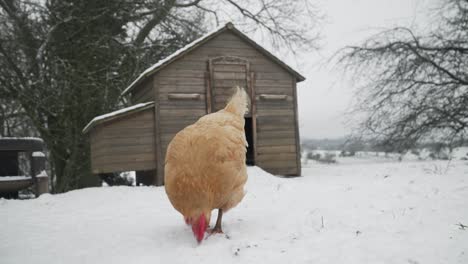 Free-range-hen-pecking-for-food-in-the-snow-on-a-winters-day