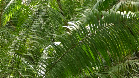 Palm-Tree-Forest,-beautiful-sunlight-in-the-forest-as-Palm-Tree-fronds-create-thick-foliage-of-green-long-leaves-moving-with-a-gentle-wind