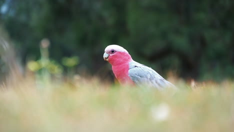 Pretty-pink-and-blue-feathered-Cockatoo-quiet-on-the-grass---Slow-motion