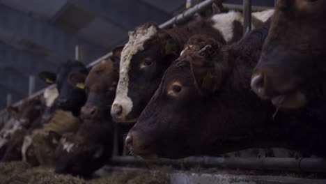 Heads-of-dairy-norwegian-red-cows-in-a-farm-cowshed-eating-hay