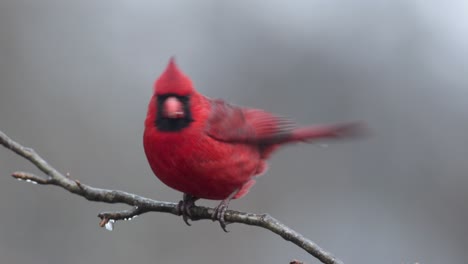 male-Cardinal-resting-on-icy-tree-branch