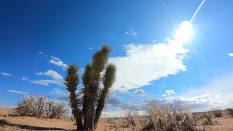 Joshua-Tree-Im-Vordergrund-Mit-Sonne-Und-Wolkengebilde-über-Der-Trockenen-Landschaft-Der-Mojave-Wüste---Langer-Zeitraffer