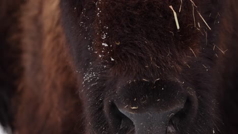bison-extreme-closeup-in-winter-slow-motion