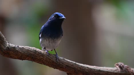 Hainan-blue-Flycatcher,-Cyornis-hainanus,-4K-Footage