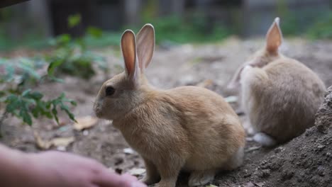 Conejos-Salvajes-Bebés-En-La-Isla-Conejita-De-Japón-Alimentándose-De-La-Mano
